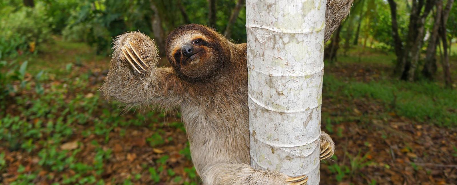 Sloths only poop once a week and when they do it can expel one third of its own body weight