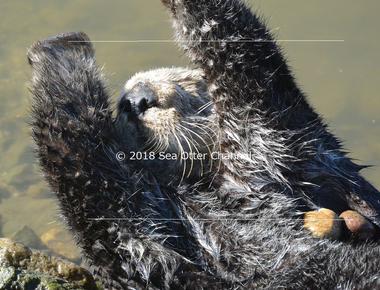 Sea otters have a pouch under their forearm to store their favorite rocks