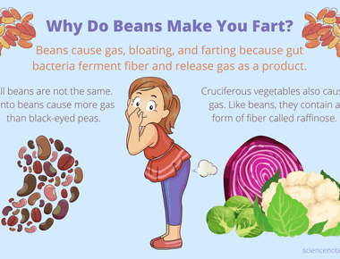 The top six foods that make your fart are beans corn bell peppers cauliflower cabbage and milk