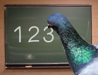 Pigeons can pass simple math tests scientists have found that the birds are on the same math level as monkeys including ranking numbers and shapes