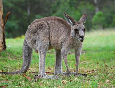 Female red kangaroos have three vaginas