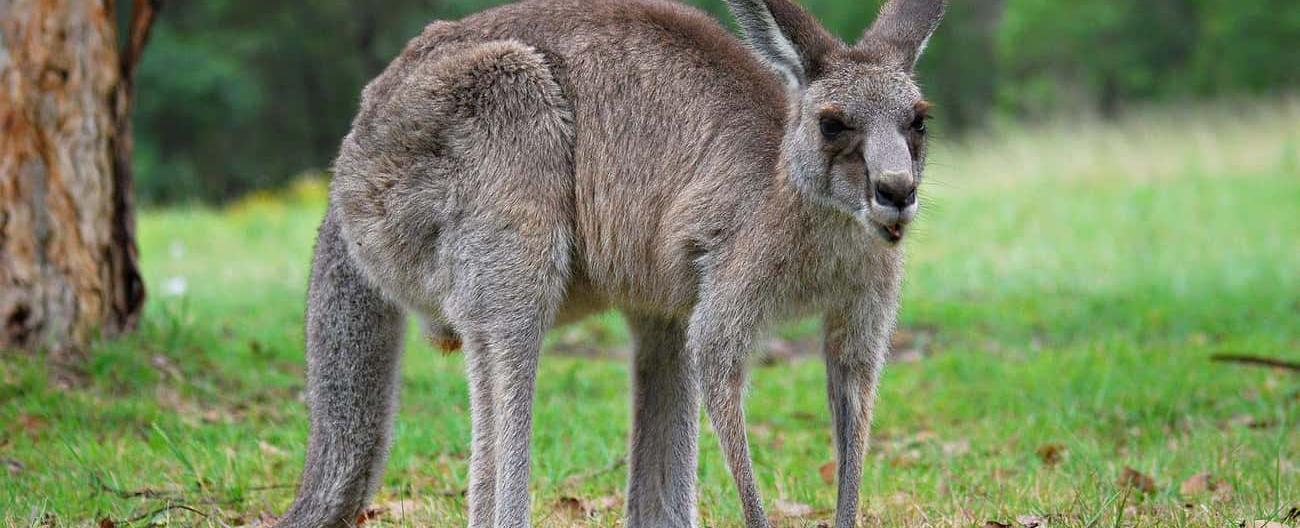 Female red kangaroos have three vaginas