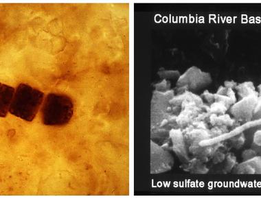 Bacteria can leave fossil records they have been on earth for over 3 5 billion years that makes them the oldest known life form on the planet