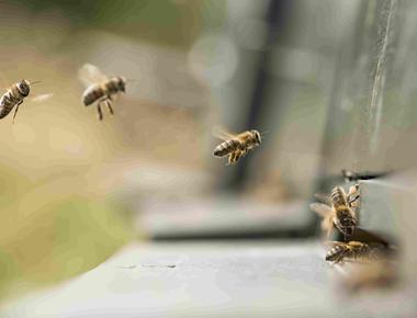 A honeybee can fly at fifteen miles per hour and they re capable of flying 20 miles per hour