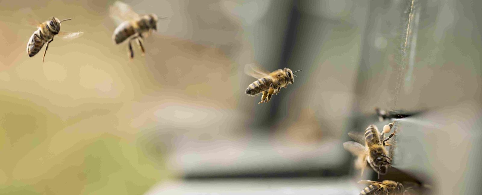 A honeybee can fly at fifteen miles per hour and they re capable of flying 20 miles per hour