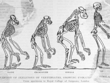 Humans are still evolving researchers tracking eight million mutations found that a number of genes such as the one that predisposes you to alzheimer s disease are gradually being filtered out of human dna