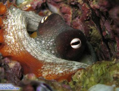 An octopus pupil is rectangular