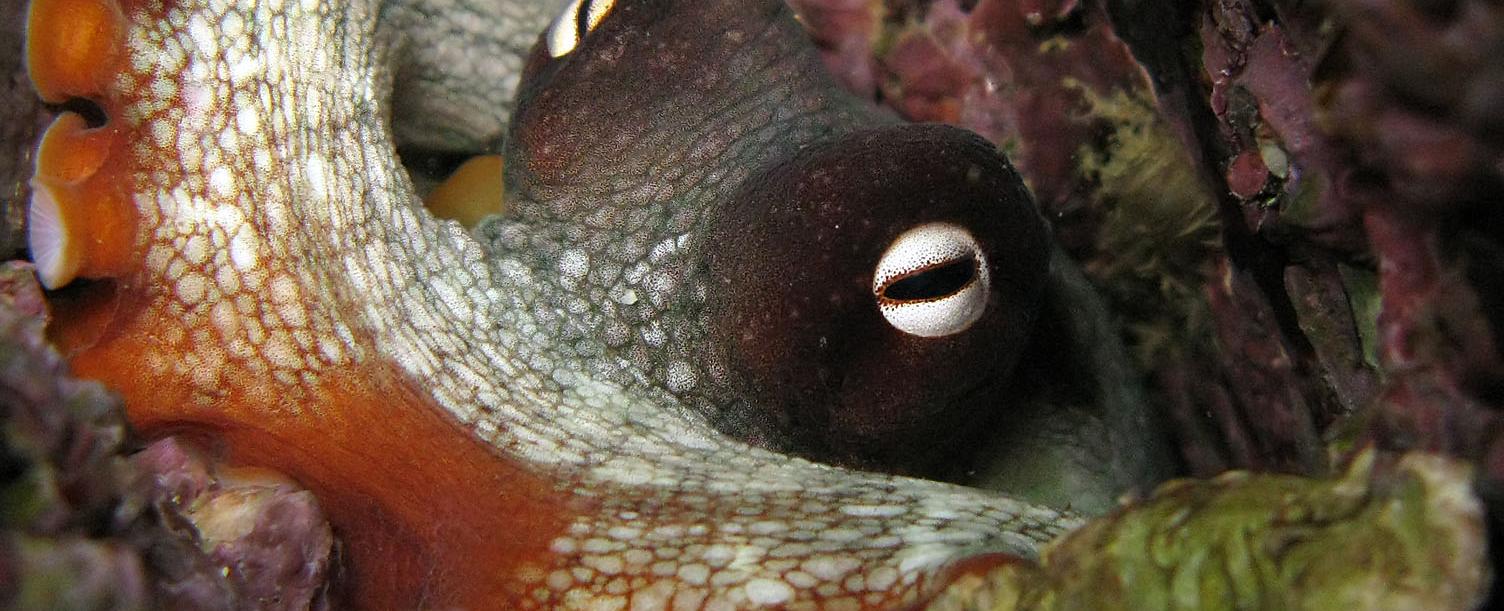 An octopus pupil is rectangular
