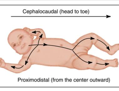 Cephalocaudal recapitulation is the reason our extremities develop faster than the rest of us