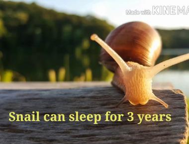 A snail can sleep for more than three years at a time