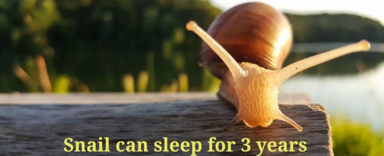 A snail can sleep for more than three years at a time