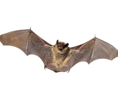 Only one type of mammal has wings and those are bats