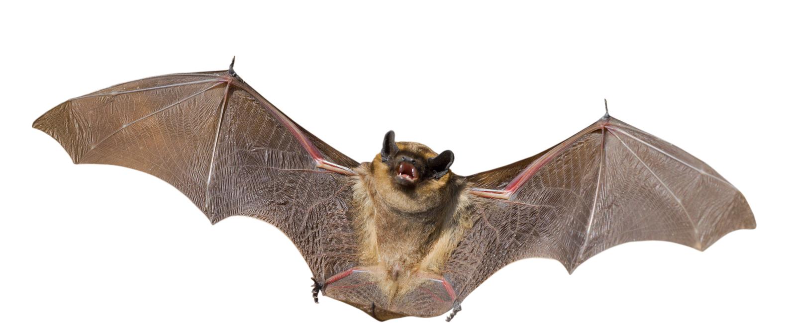 Only one type of mammal has wings and those are bats