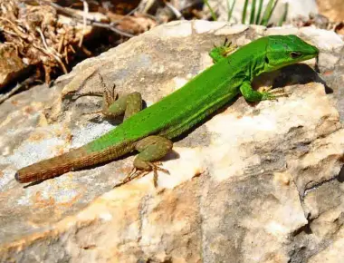 Lizards can self amputate their tails for protection it grows back after a few months