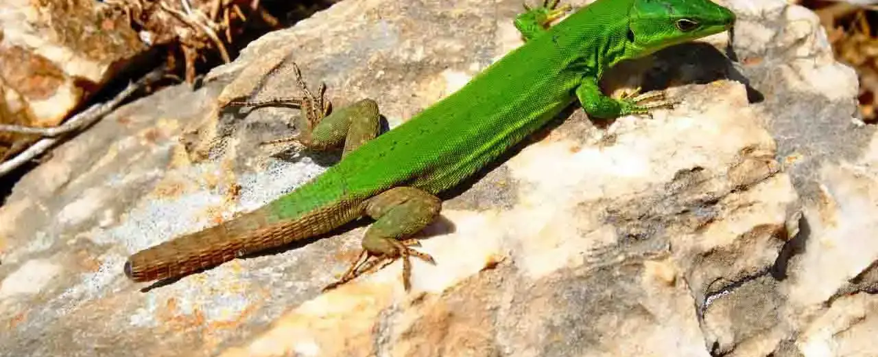 Lizards can self amputate their tails for protection it grows back after a few months