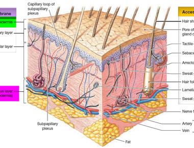 When water is absorbed by the human body the outermost layer of the skin swells