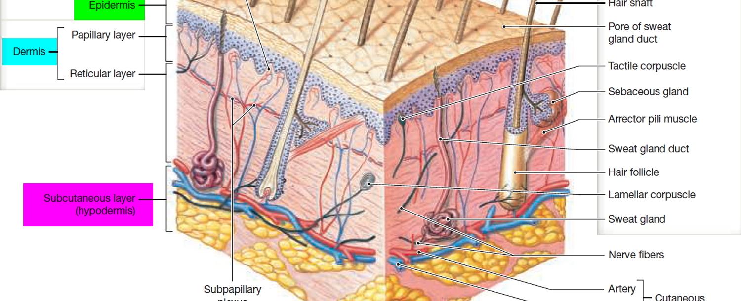 When water is absorbed by the human body the outermost layer of the skin swells