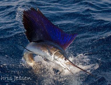 Sailfish can leap out of the water and into the air at a speed of 50 miles 81 km per hour