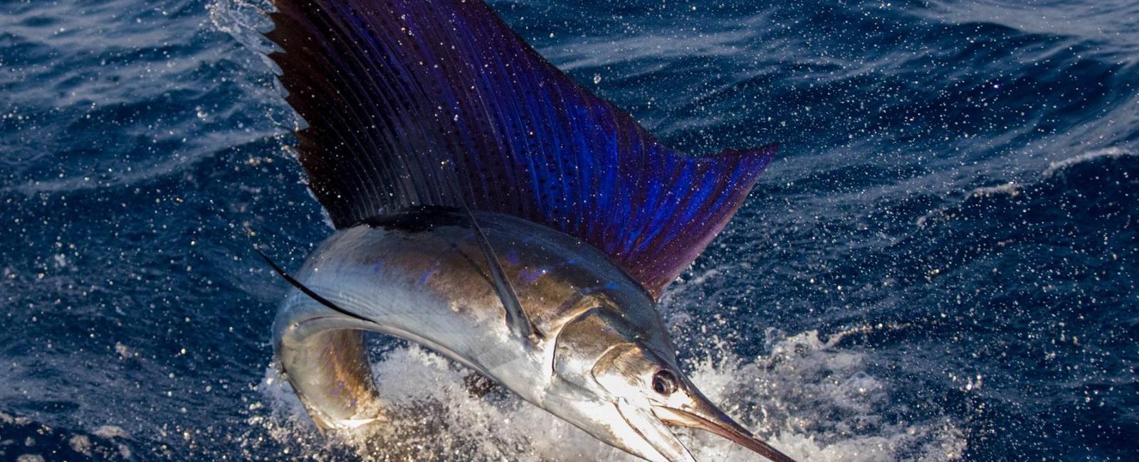 Sailfish can leap out of the water and into the air at a speed of 50 miles 81 km per hour