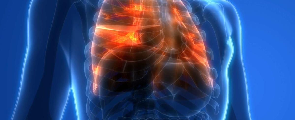 Lungs do more than help us breathe a surprising discovery has found they also make blood the organ present in mammals is believed to produce more than 10 million platelets tiny blood cells per hour