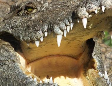 A crocodiles tongue is attached to the roof of its mouth