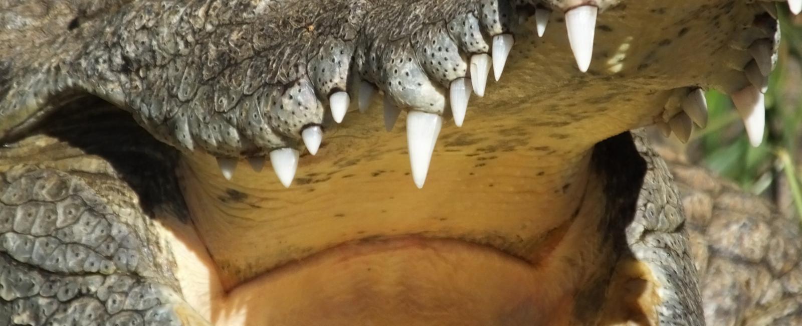 A crocodiles tongue is attached to the roof of its mouth