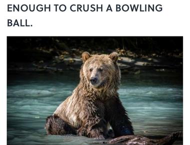 With a bite force over 975 psi a grizzly bear s bite is powerful enough to crush a bowling ball