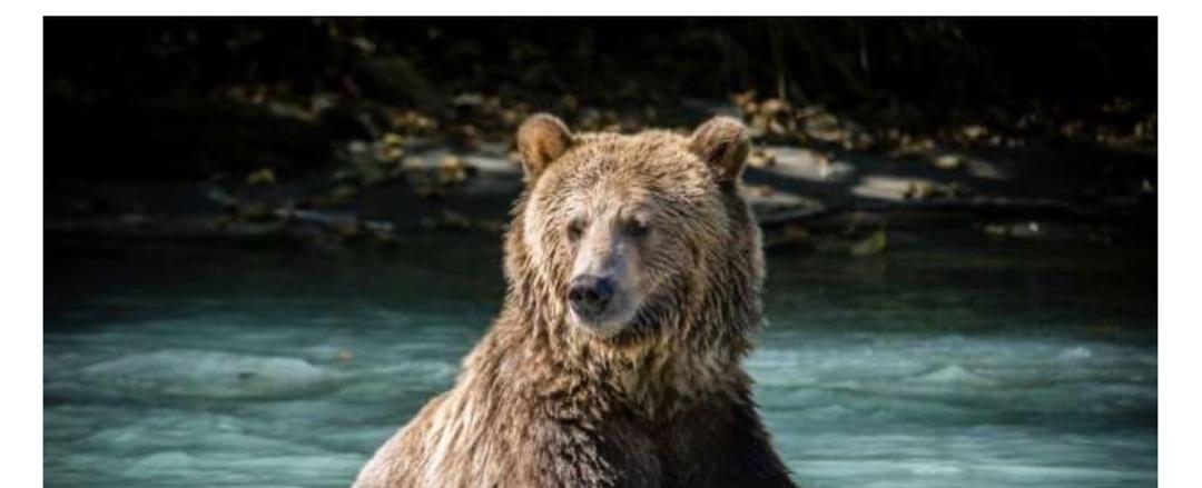 With a bite force over 975 psi a grizzly bear s bite is powerful enough to crush a bowling ball