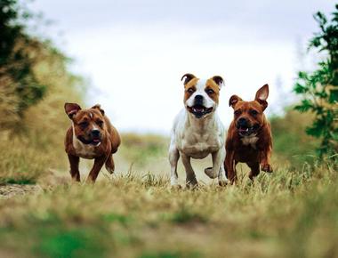 Netherlands is the only country with a national dog