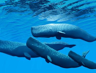 Sperm whales in the caribbean have an unmistakable accent scientists have found that they communicate in a specific dialect not found in whales from other oceans worldwide