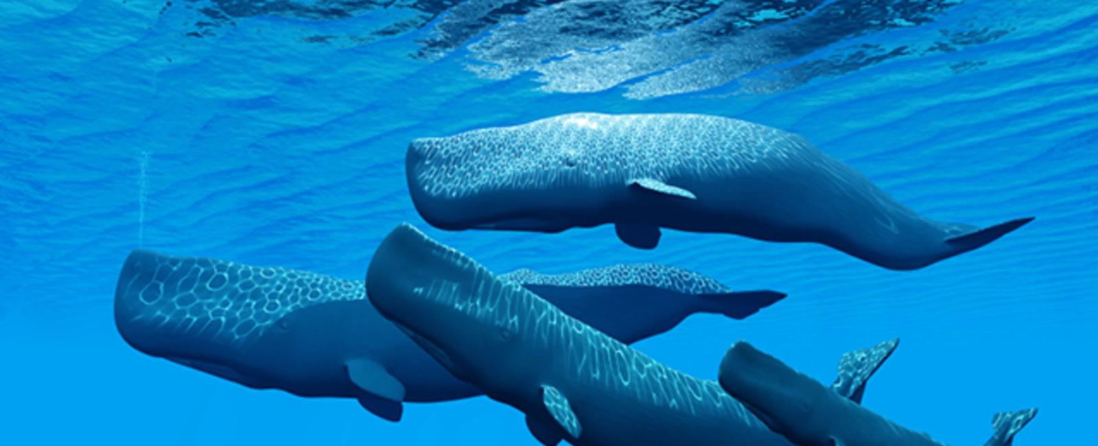 Sperm whales in the caribbean have an unmistakable accent scientists have found that they communicate in a specific dialect not found in whales from other oceans worldwide