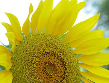 Sunflowers are native to north and central america where native americans grew them as a crop its scientific name helianthus comes from the greek for sun and flower helios and anthus