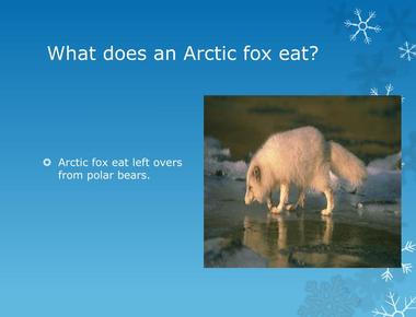 To get food arctic fox sometimes follow the polar bear and eat their fragments