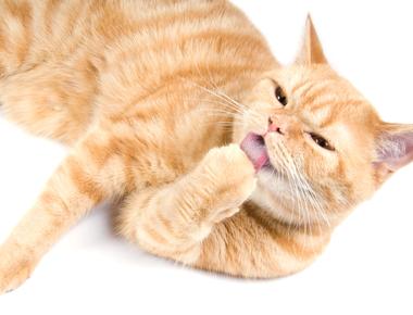 Cats have fewer toes on their back paws