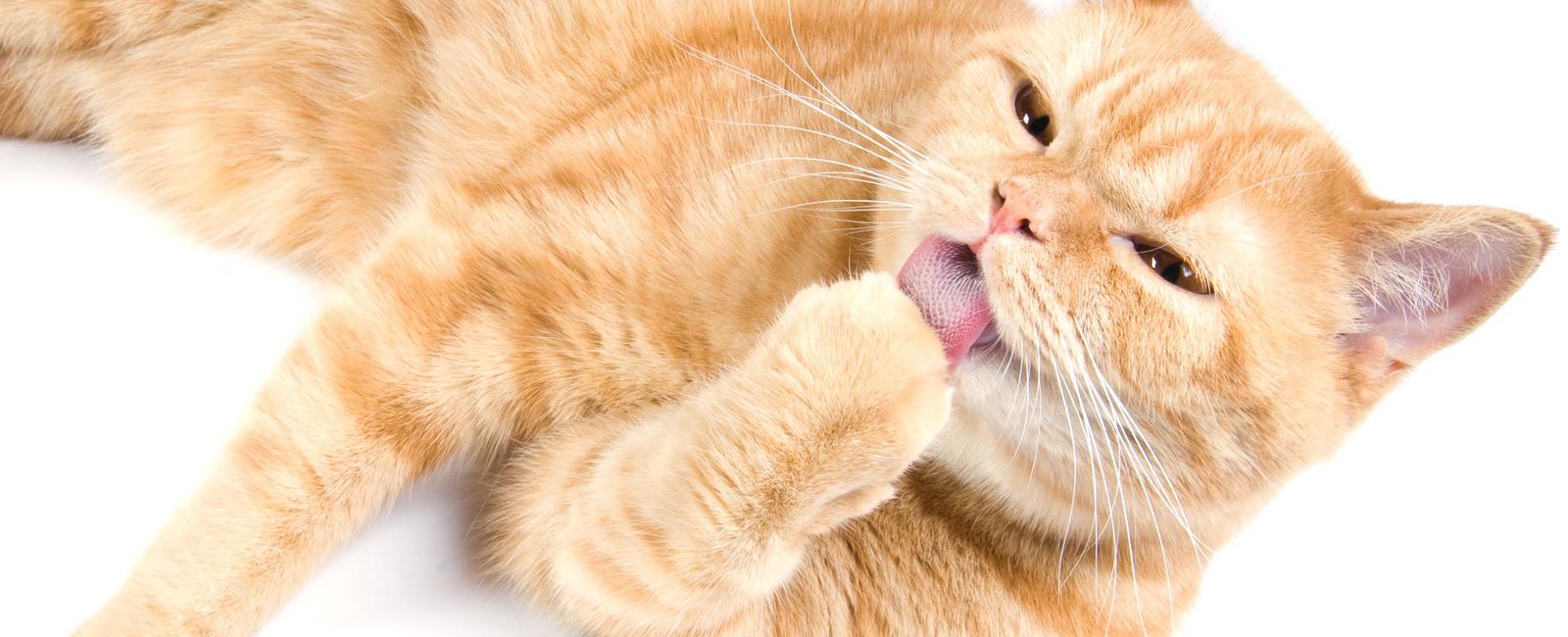 Cats have fewer toes on their back paws