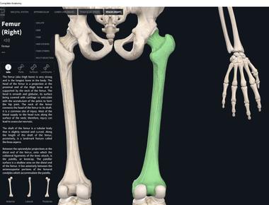 The strongest bone in your body is the femur thigh bone and it s hollow