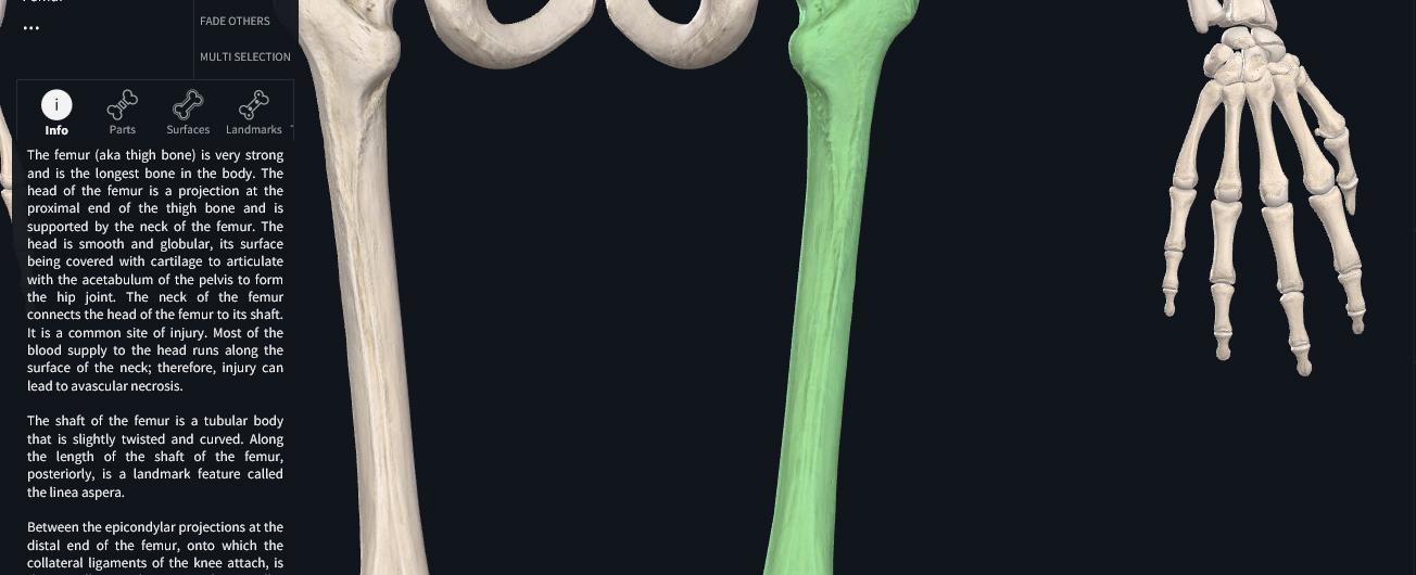 The strongest bone in your body is the femur thigh bone and it s hollow