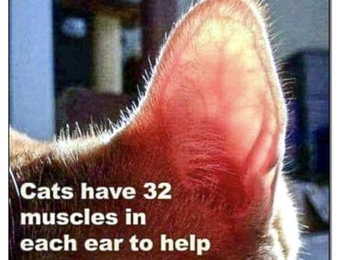 A cat has 32 muscles in each ear