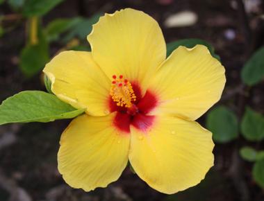 When a hawaiian woman wears a flower over her left ear it means that she is not available