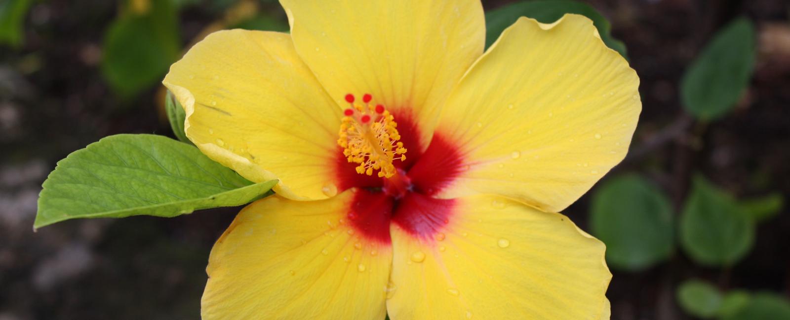 When a hawaiian woman wears a flower over her left ear it means that she is not available