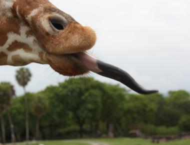 A giraffe s tongue is so long that it uses it to clean its ears the color of the tongue is black