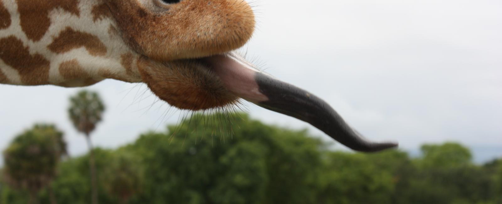 A giraffe s tongue is so long that it uses it to clean its ears the color of the tongue is black