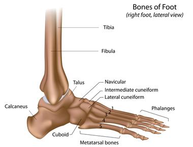 One quarter of the bones in your body are in your feet