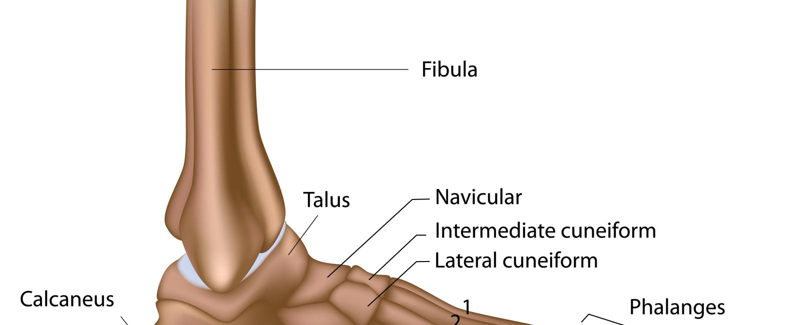 25 of a human s bones are in its feet