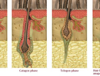 The first phase of human hair growth is called anagen which is the active growing stage that lasts anywhere from 2 7 years generally 80 85 of the hair on a human head is in this phase and any given time