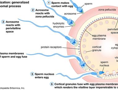 Ejaculated sperm survives only for a few hours outside the body but once it enters a woman s vagina and makes its way up to her cervical mucus it can live for up to 3 5 days