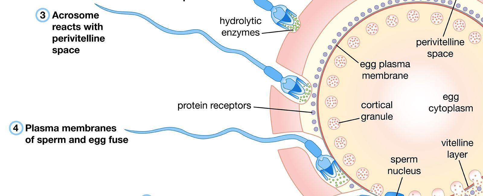 Ejaculated sperm survives only for a few hours outside the body but once it enters a woman s vagina and makes its way up to her cervical mucus it can live for up to 3 5 days