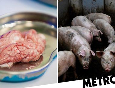 Research is showing pigs brains partially brought back to life at yale university