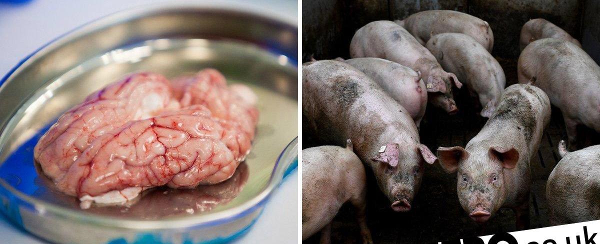 Research is showing pigs brains partially brought back to life at yale university