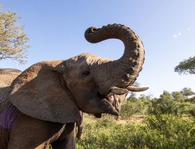 An elephant s trunk has nearly 150 000 muscle units and tendons to give them plenty of precision feeling and power they can move it in every direction skillfully while picking up heavy items too